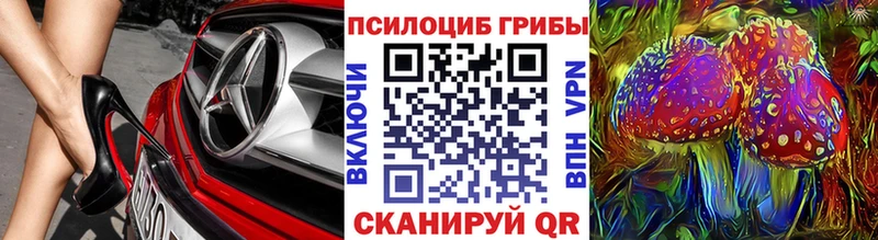 Купить где  Тбилисская  Псилоцибиновые грибы Psilocybe 